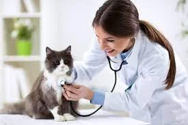 Pet Insurance for Cats